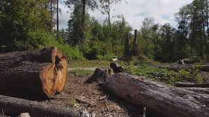 Seasonal Cleanup (Spring/Fall) in Spirit Lake, IA