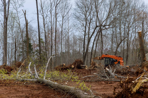 Best Tree Risk Assessment  in Spirit Lake, IA