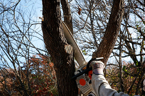 How Our Tree Care Process Works  in  Spirit Lake, IA