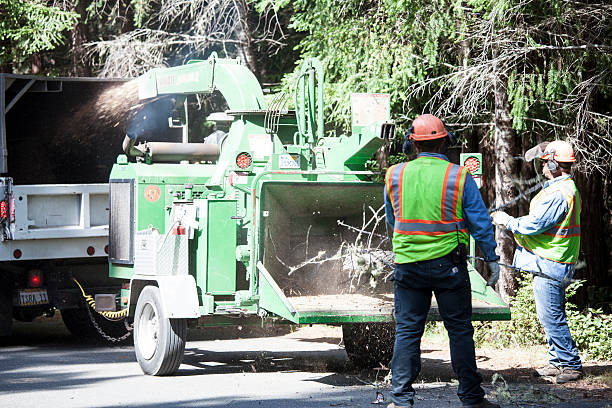 Best Stump Grinding and Removal  in Spirit Lake, IA