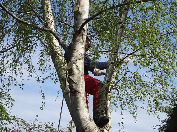 Best Arborist Consultation Services  in Spirit Lake, IA