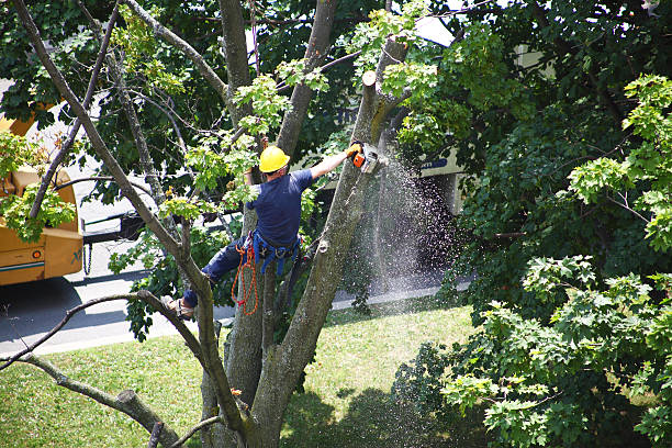 Best Tree Disease Treatment  in Spirit Lake, IA